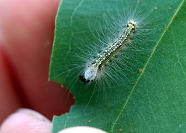 A gum leaf skeletoniser caterpillar showing its poisonous spines.